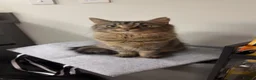 Maine Coon cats for sale: Fortuna for sale - Advert 3