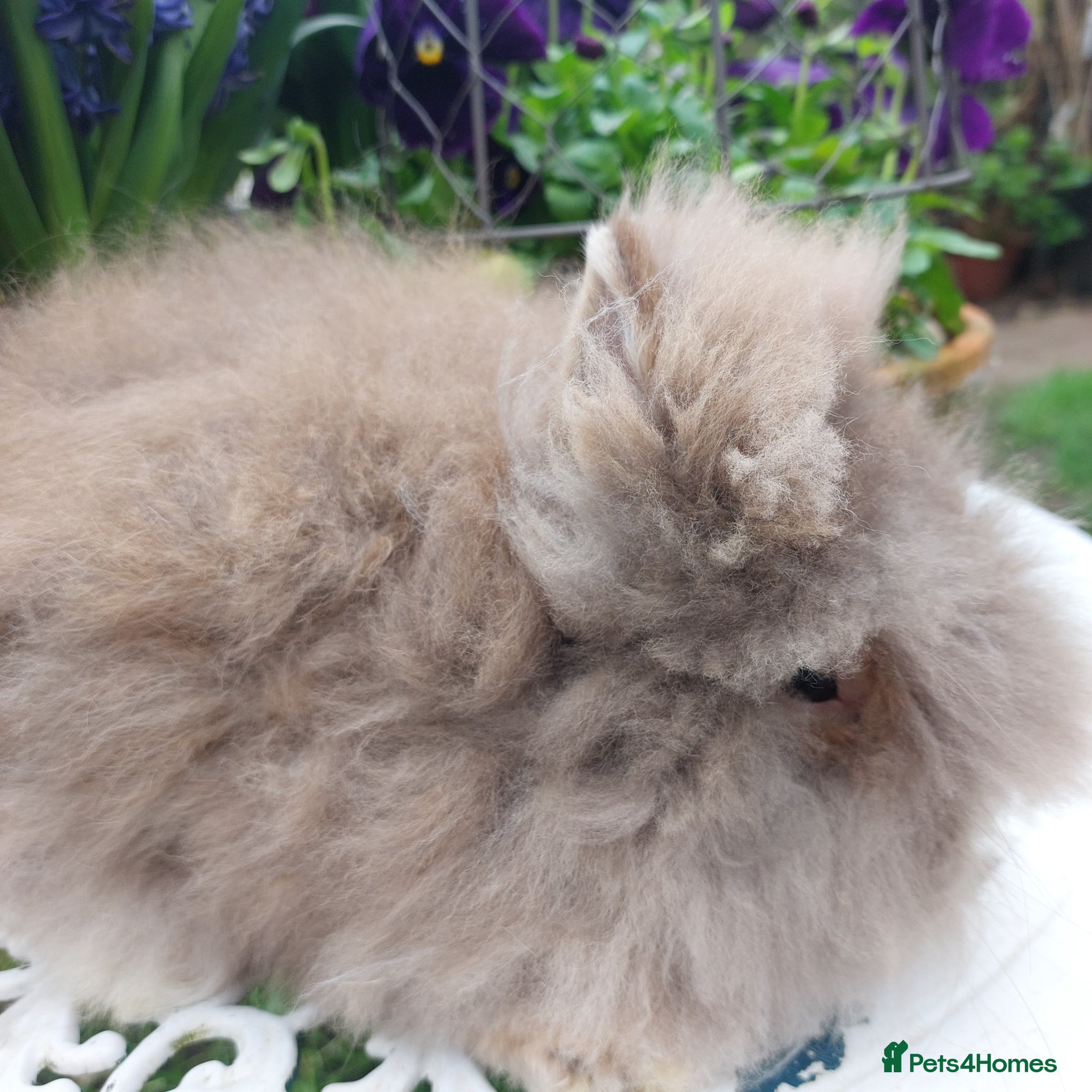 Lionhead rabbits STUNNING DOUBLE/ TEDDY LION HEAD BABY - Advert 1