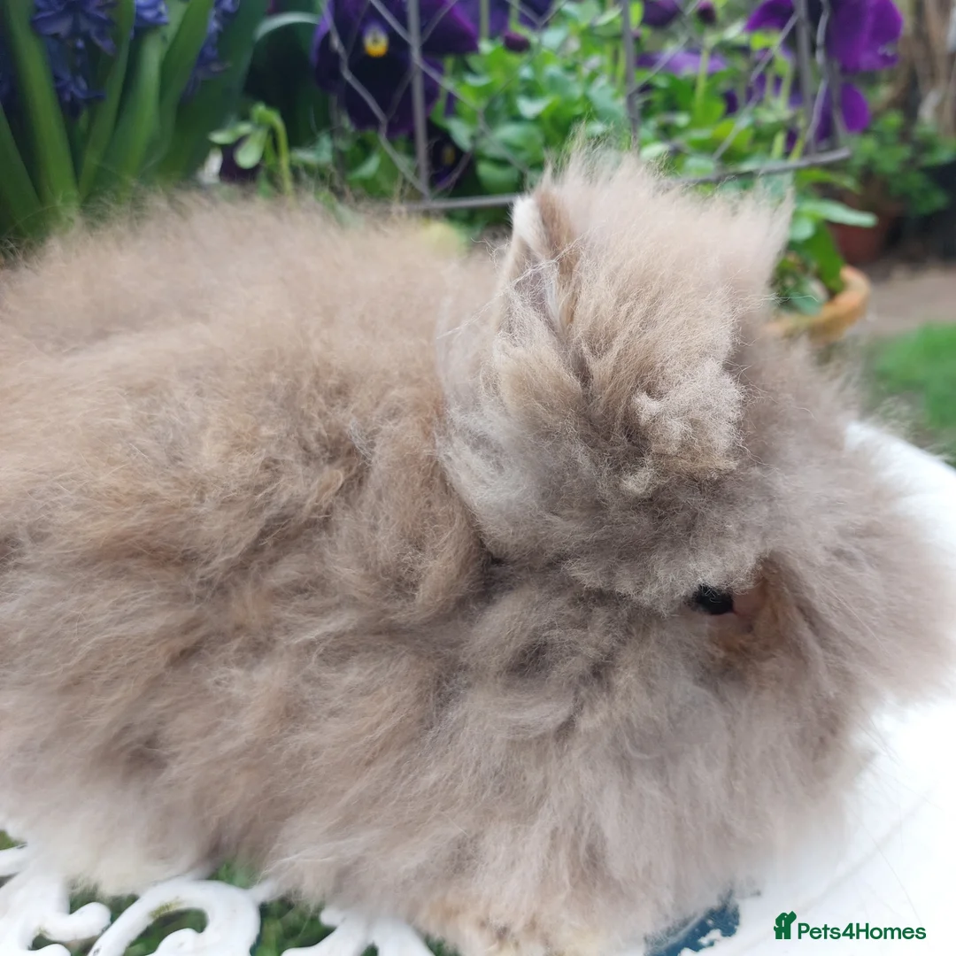 Lionhead rabbits for sale: STUNNING DOUBLE/ TEDDY LION HEAD BABY - Advert 1