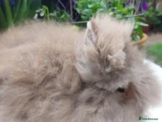 Lionhead rabbits for sale: STUNNING DOUBLE/ TEDDY LION HEAD BABY - Advert 2