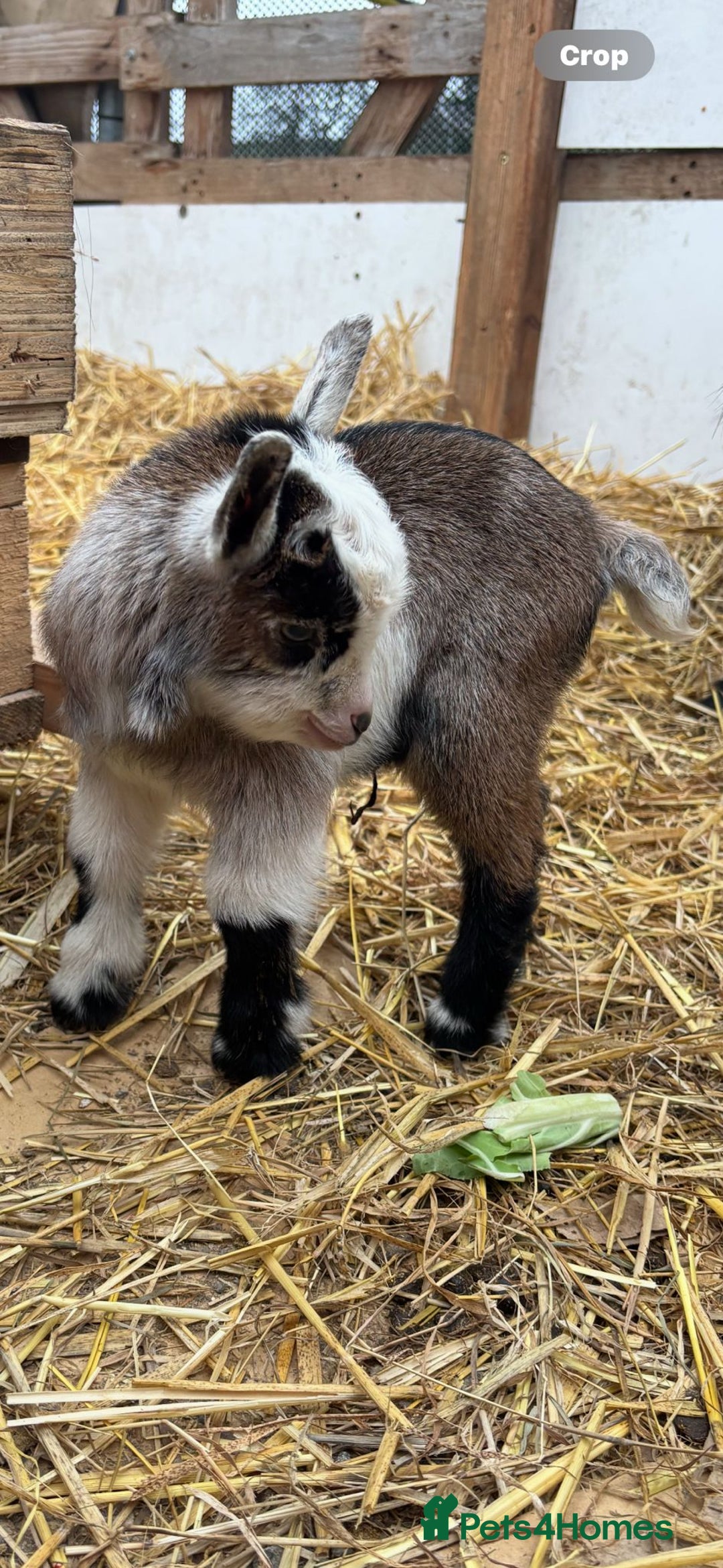 Goats livestock for sale: Small male and female pygmy goats - Advert 3