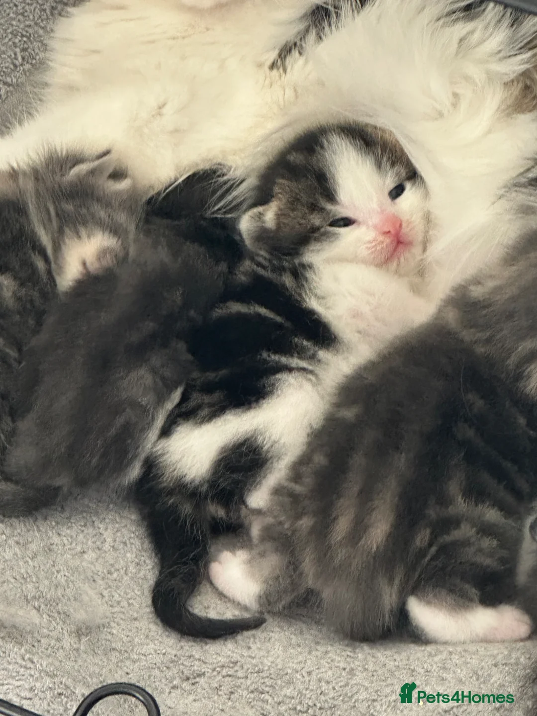 British Longhair cats for sale: Domestic long hair kitten - Advert 2