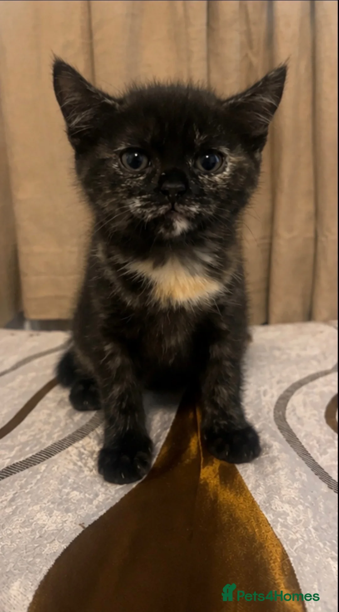 British Shorthair cats for sale: 4 BRITISH SHORT HAIR FOR SALE - Advert 2
