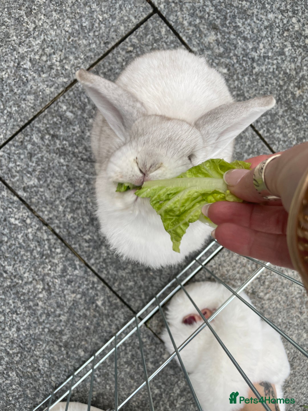 Mini Lop rabbits for sale: Mini lop male - Advert 9