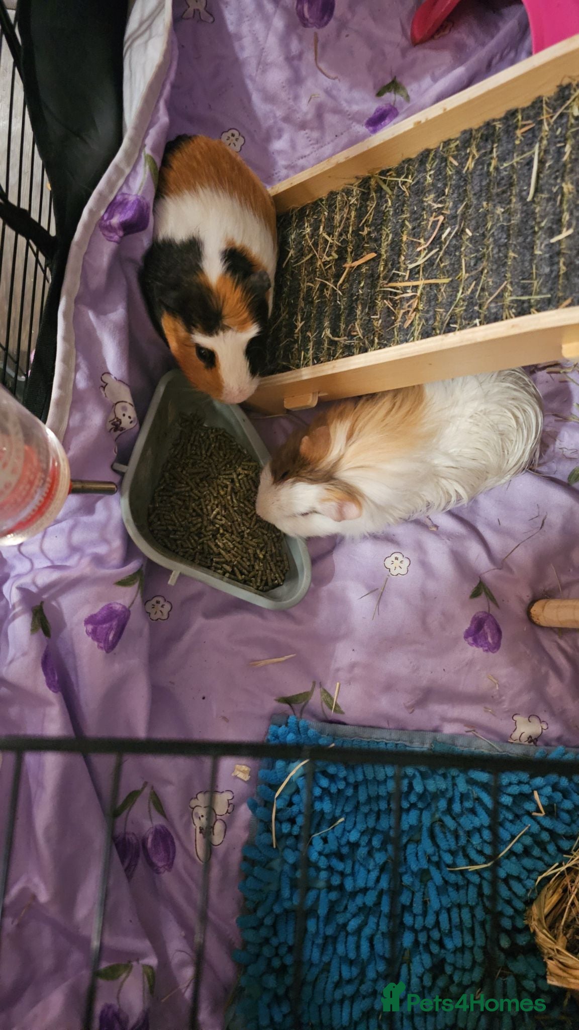 Guinea Pig rodents 2xmales - Advert 3