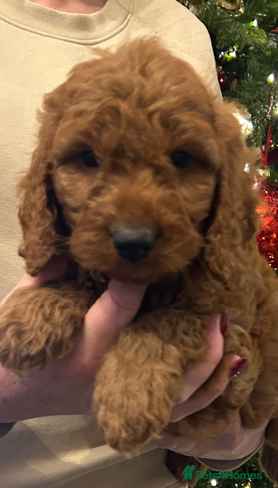 Cockapoo dogs for sale: 🐕‍🦺🐶ADORABLE COCKAPOO 🐶 🐕‍🦺 - Advert 2