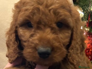 Cockapoo dogs 🐕🦺🐶ADORABLE COCKAPOO 🐶 🐕🦺 - Advert 1