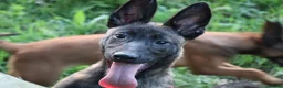 Belgian Shepherd Dog dogs for sale: Pups from world champion CHANCE - Advert 7