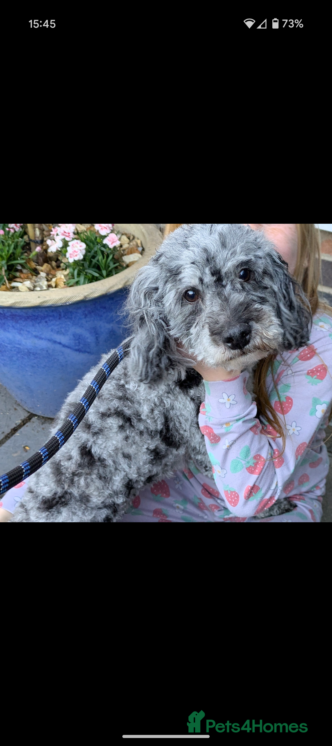 Mixed Breed dogs for sale: Yorkiepoo cockapoo puppies  - Image 7