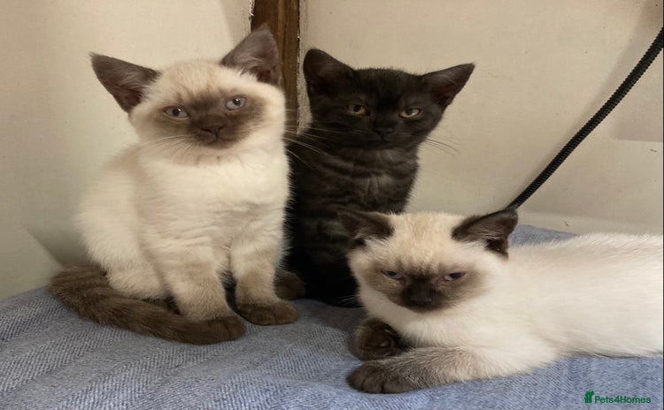 British Shorthair cats - Advert 4