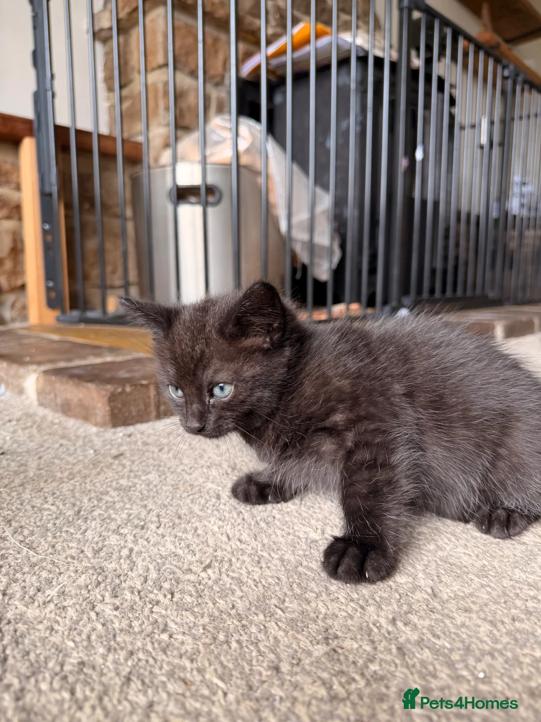 Mixed Breed cats for sale: Very cute and cuddly kittens  - Advert 6