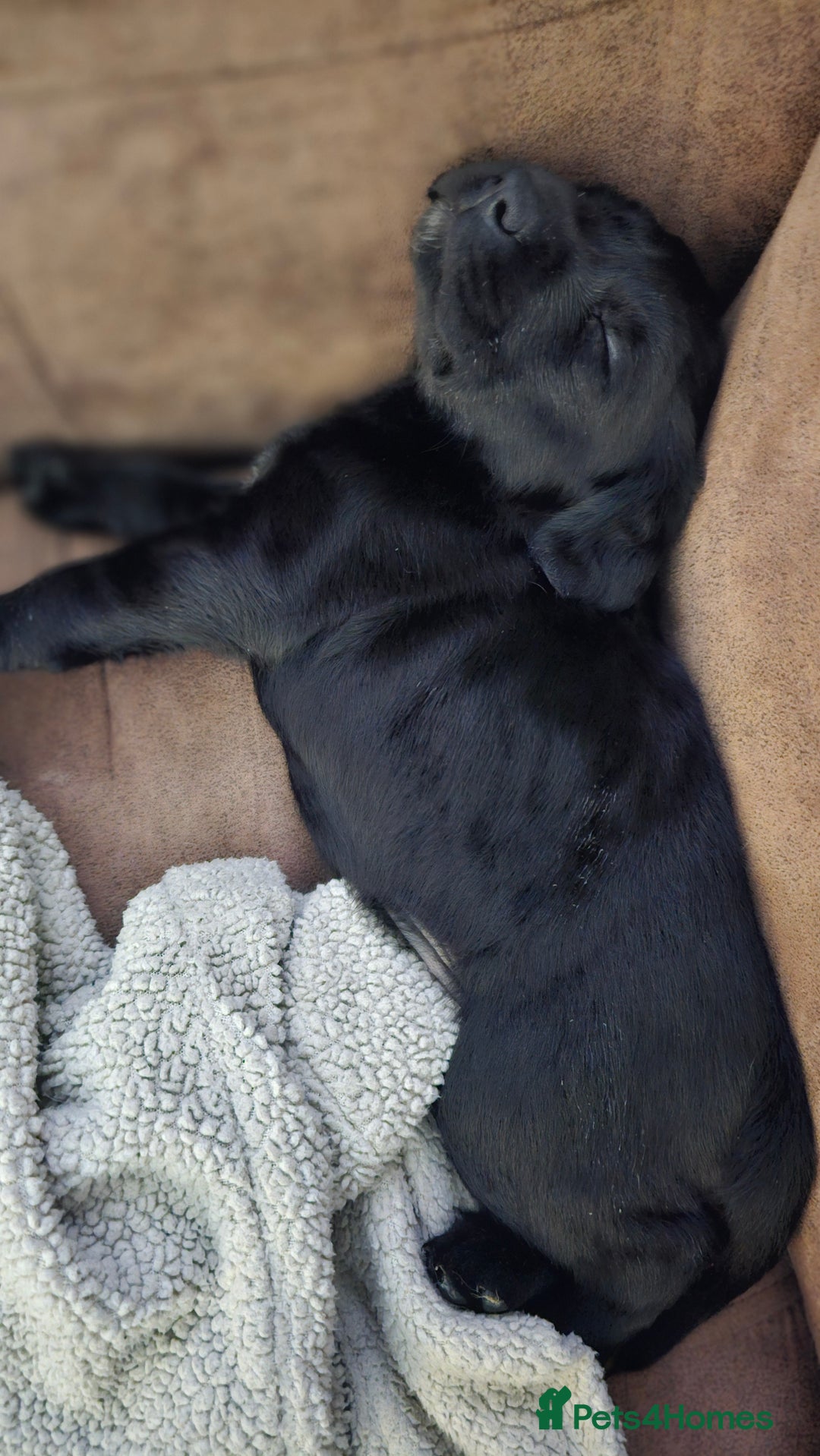Labrador Retriever dogs for sale: KC Labrador Puppies – Ready 23rd August 🐾 - Image 2