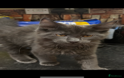 Maine Coon cats for sale:  2 beautiful maine coon kittens left - Image 5