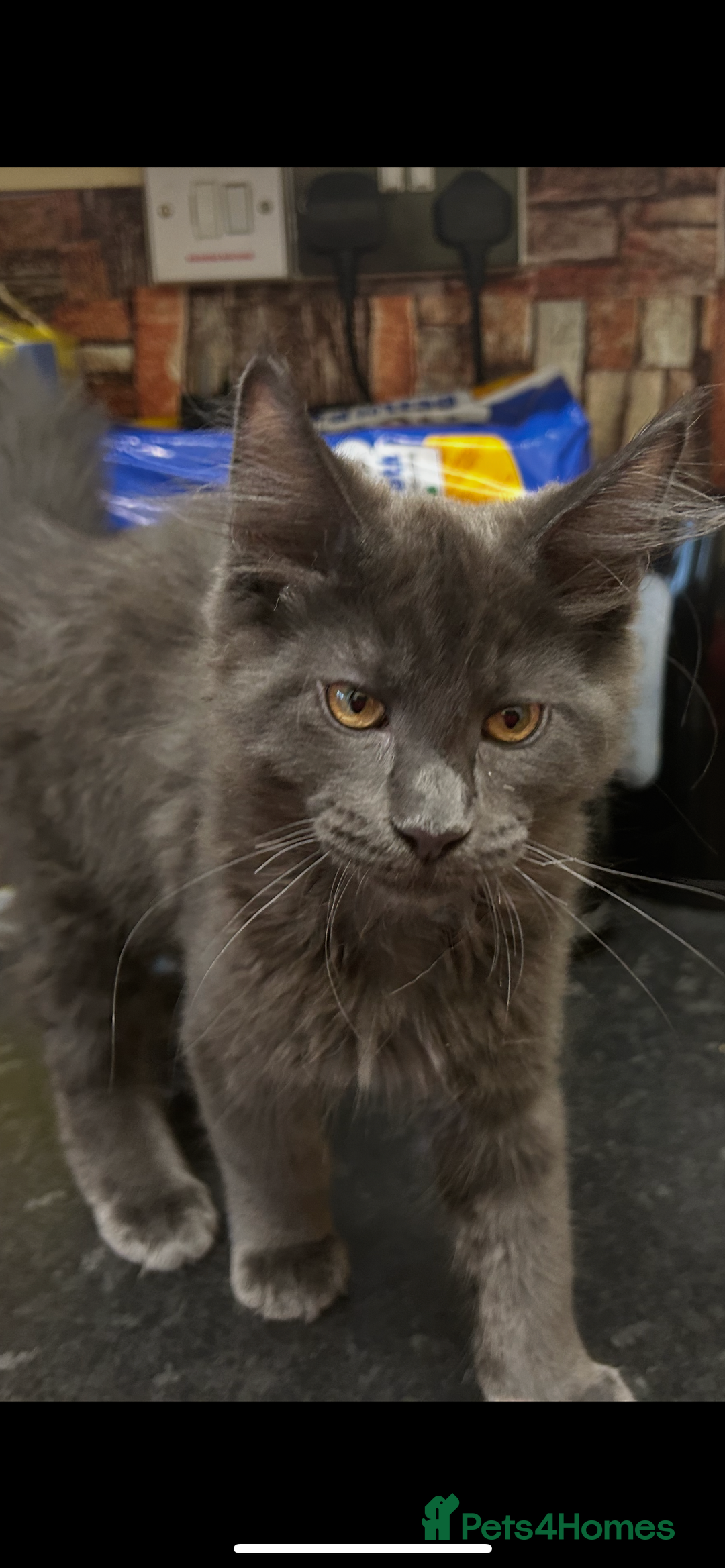 Maine Coon cats for sale:  2 beautiful maine coon kittens left - Image 5