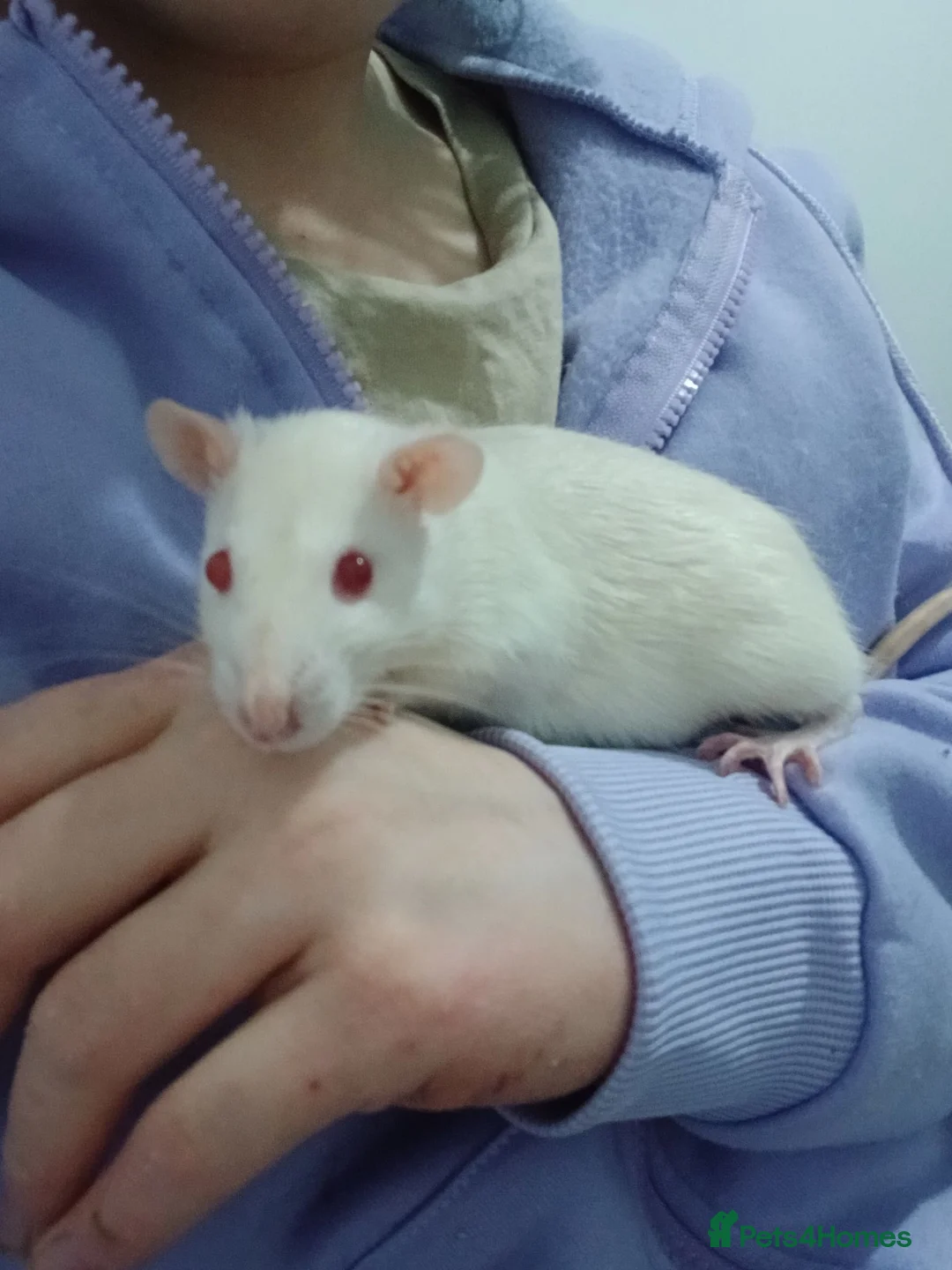 Rat rodents for sale: fancy rat pair in Cardiff - Advert 2