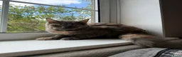 Maine Coon cats for sale: GCCF, 1 Year old Active Maine Coon Queen 🏆 - Advert 1