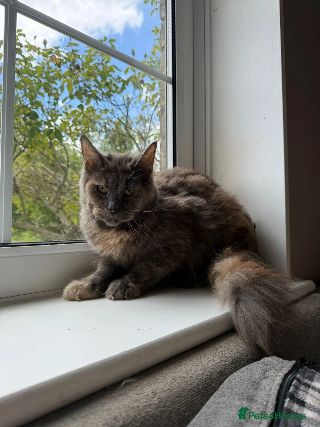 Maine Coon cats for sale: GCCF, 1 Year old Active Maine Coon Queen 🏆 - Advert 1