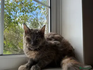 Maine Coon cats GCCF Active, DNA Clear, Maine Coon Queen 🏆 - Advert 3