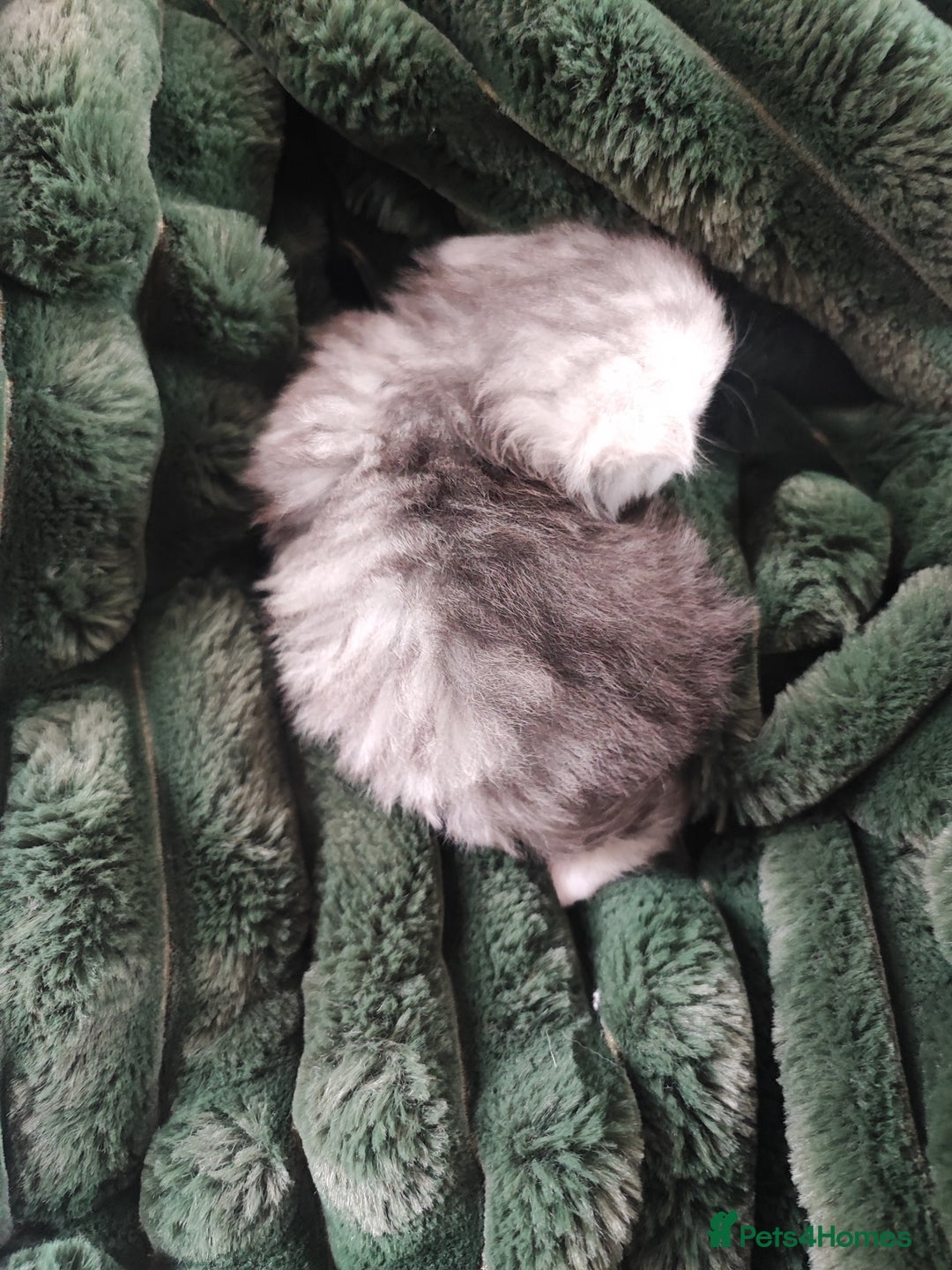 Devon Rex cats for sale: Munchkin x Devon rex  - Image 4
