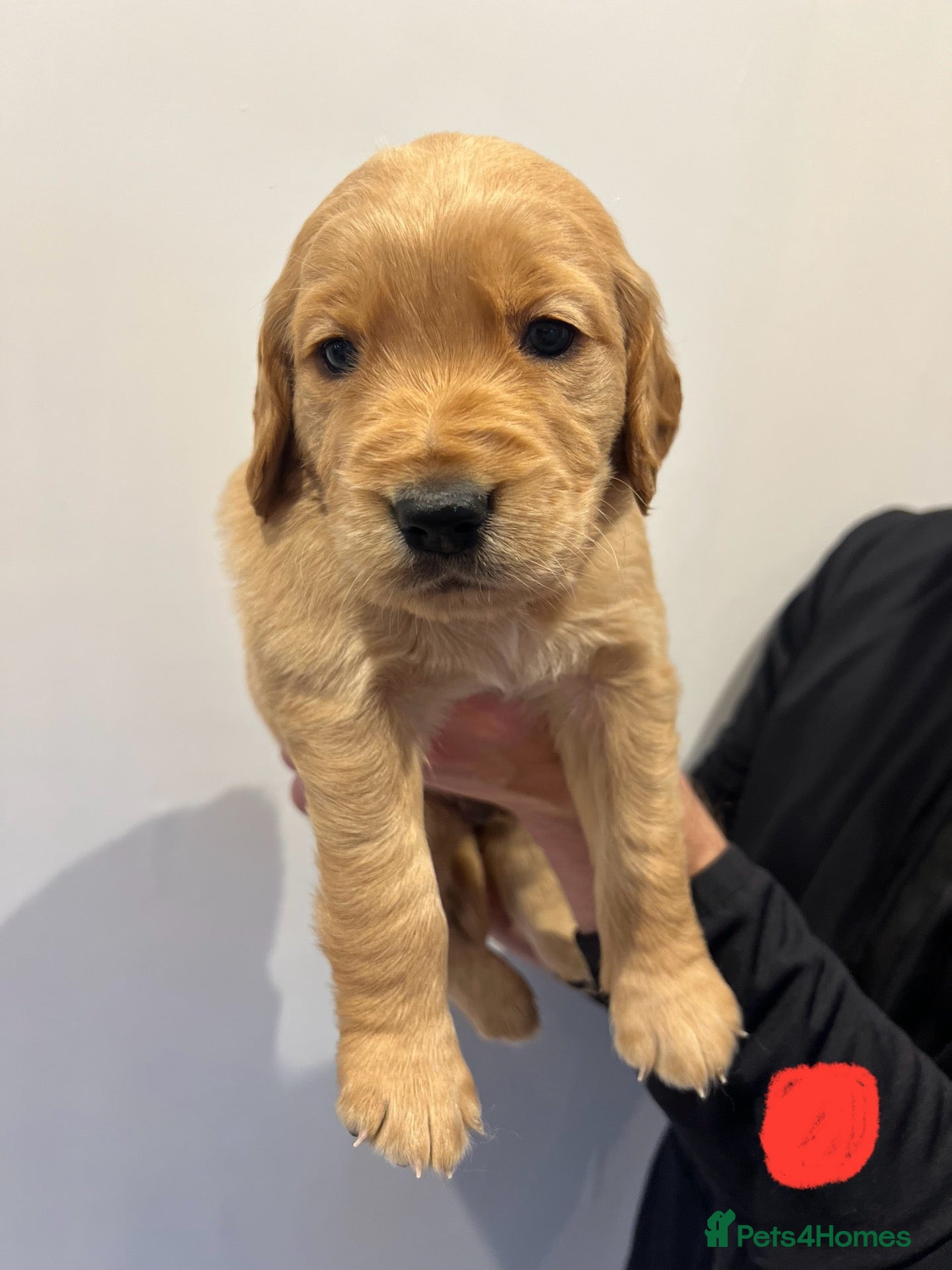 Golden Retriever dogs ✨EXCEPTIONAL KC GOLDEN RETRIEVER PUPPIES✨ - Advert 3