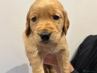 Golden Retriever dogs ✨EXCEPTIONAL KC GOLDEN RETRIEVER PUPPIES✨ - Advert 3