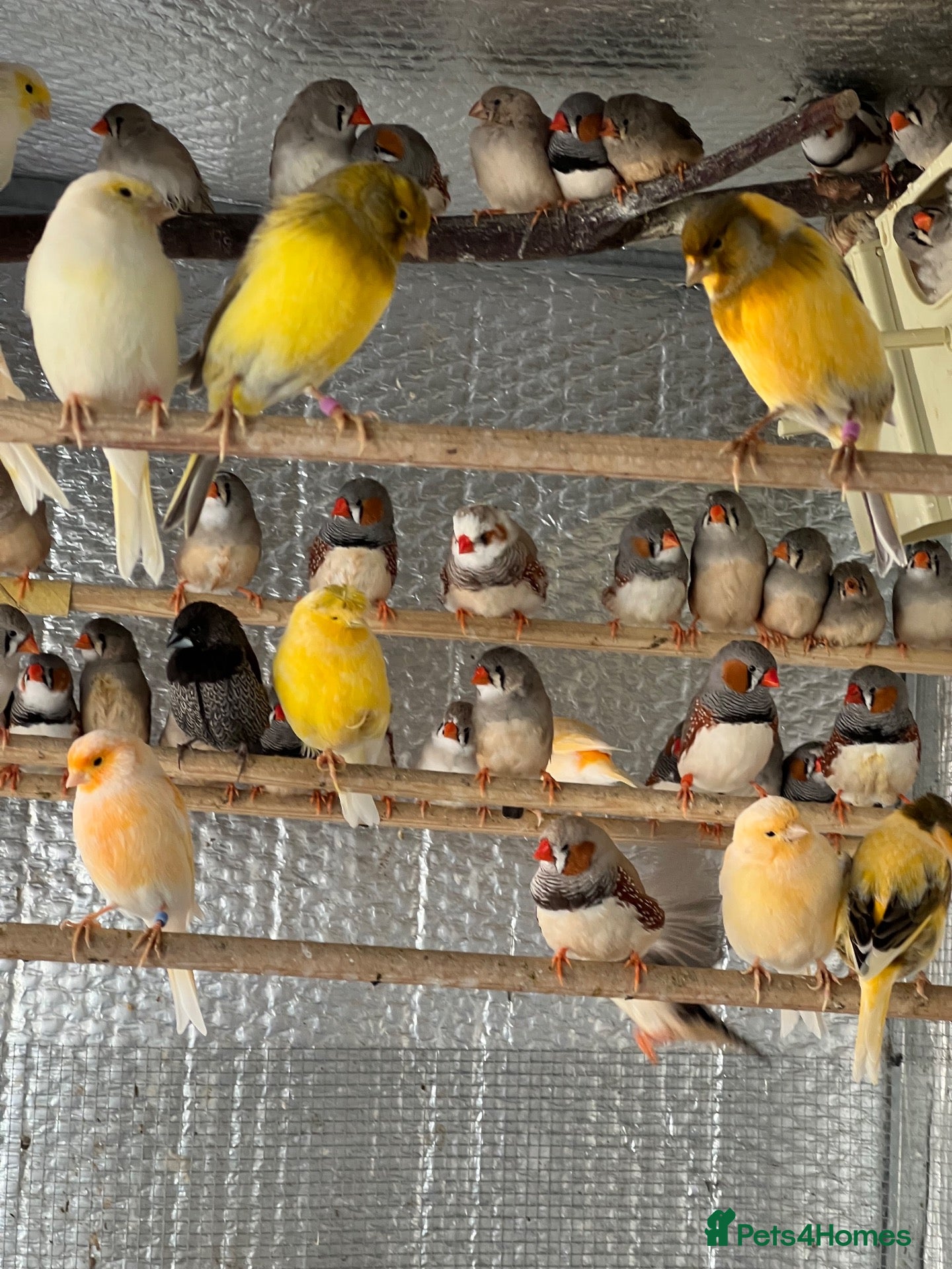 Finches birds Selling Zebra Finch £10 each - Advert 2