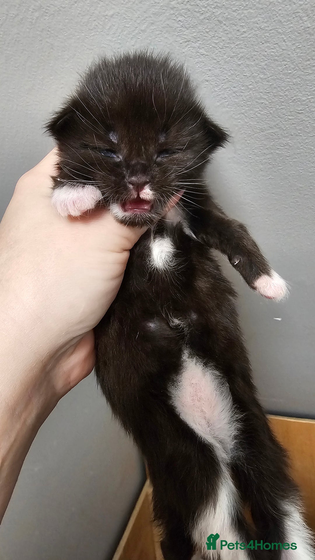 Maine Coon cats for sale: Registered maine coon babies - Advert 10