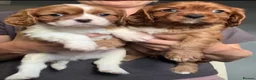 Cavalier King Charles Spaniel dogs for sale: Beautiful Cavalier King Charles Spaniel Puppies! - Advert 2