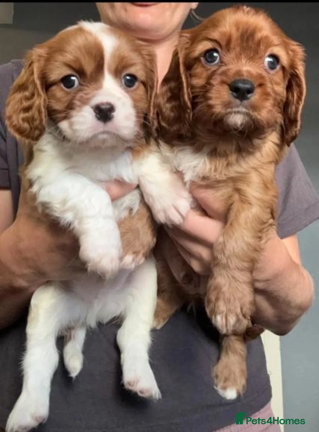 Cavalier King Charles Spaniel dogs for sale: Beautiful Cavalier King Charles Spaniel Puppies! - Advert 2