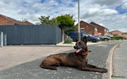Belgian Shepherd Dog dogs for sale: Litter  - Image 35