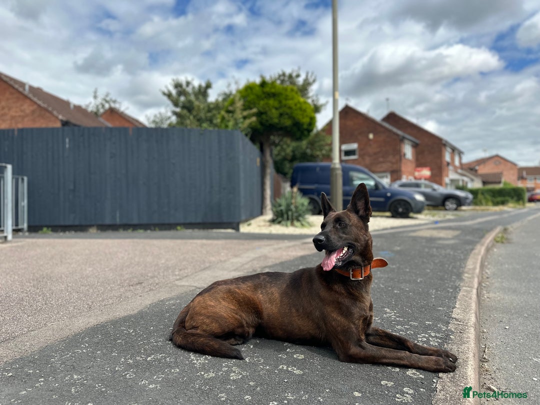 Belgian Shepherd Dog dogs for sale: Litter  - Image 35