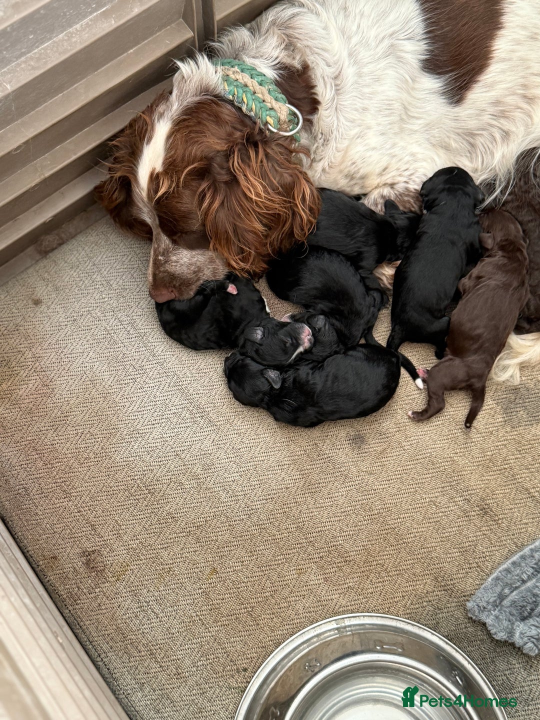 Cockapoo dogs for sale: Miniature f1 Cockapoos puppies - Advert 13