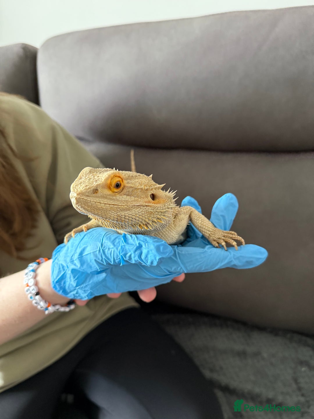 Bearded Dragon reptiles for sale: Rainbow Tiger Bearded Dragon - with full set up ⭐️ - Image 6