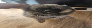 Pomeranian 2