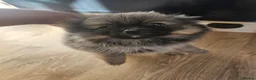 Pomeranian dogs for sale: Pomeranian puppies - Advert 9
