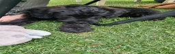 Labradoodle dogs for sale: Wonderful labradoodle puppies - Advert 4