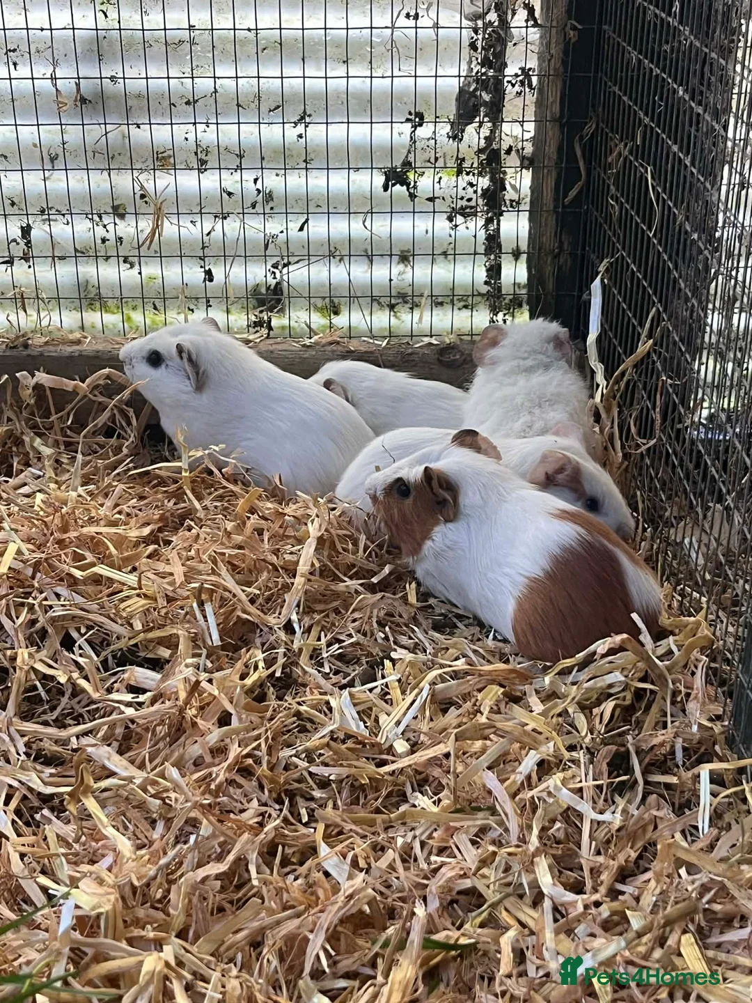 Guinea Pig rodents for sale: Guinea pigs  - Advert 3