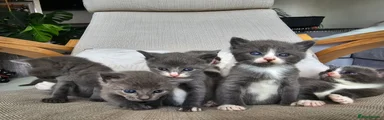 Russian Blue 1