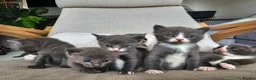 Russian Blue cats for sale: Grey kittens Russian Blue crossed  - Advert 7