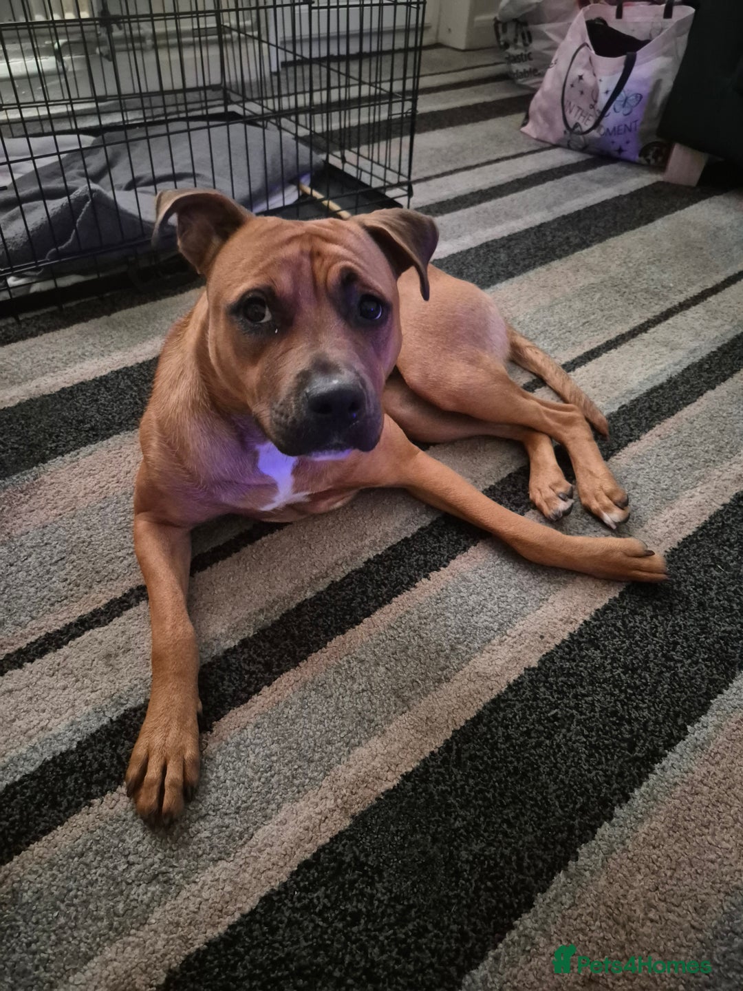 Mixed Breed dogs for sale: Looking for a forever home  - Image 3