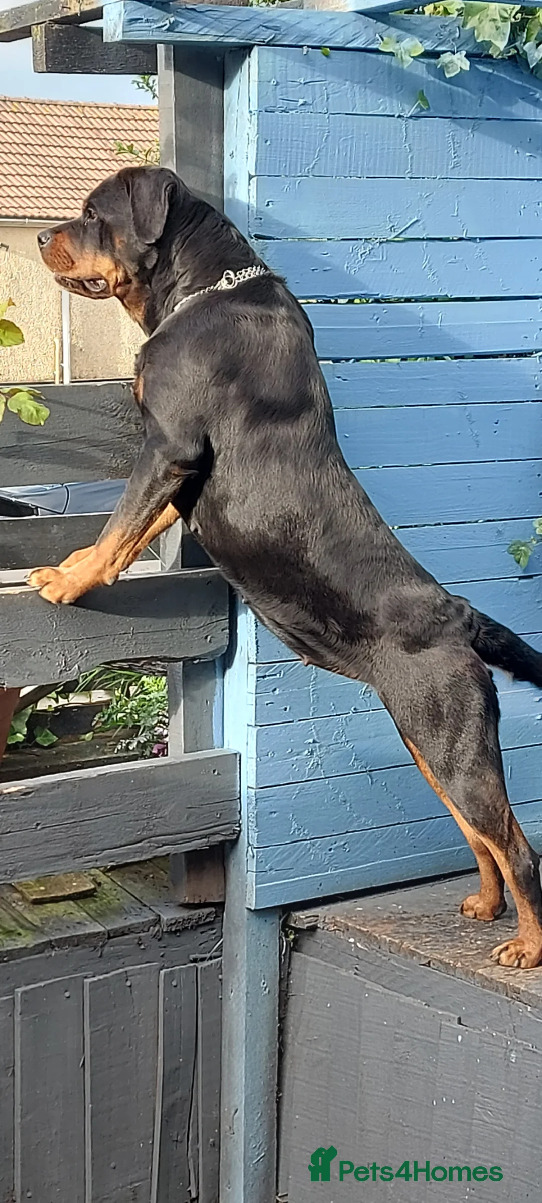 Rottweiler dogs for sale: Personal sock thief  - Advert 2