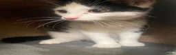 Mixed Breed cats for sale: 1/4 Maine Coon kitten  - Advert 1