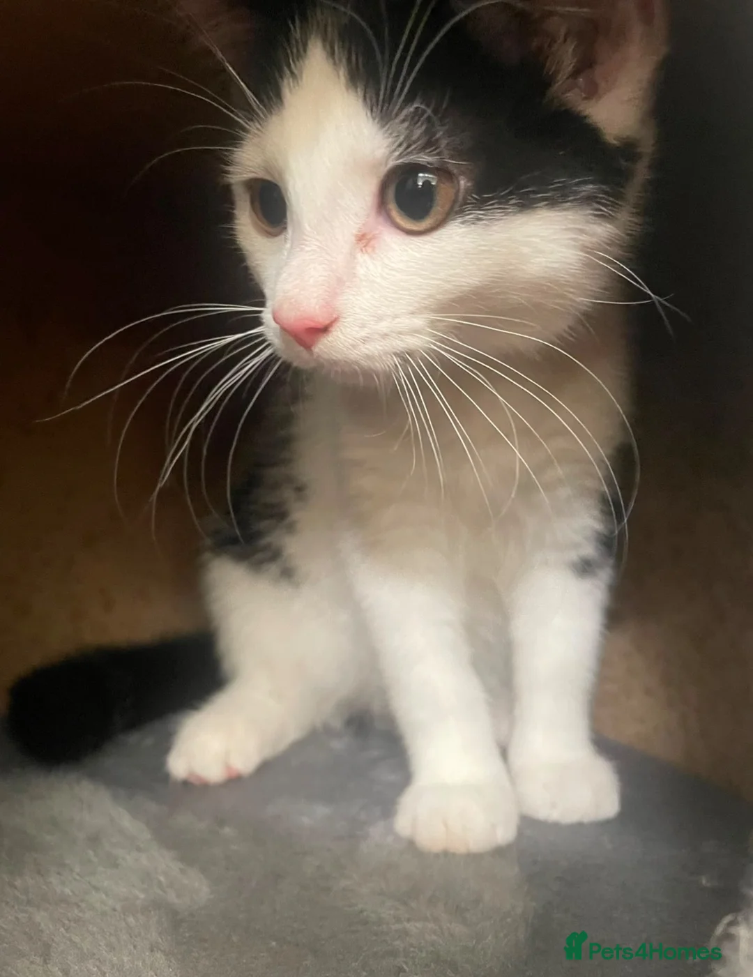 Mixed Breed cats for sale: 1/4 Maine Coon kitten  - Advert 1