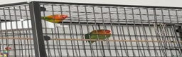Lovebirds birds for sale: Lovebirds Young Bonded Pair 🦜  - Advert 4
