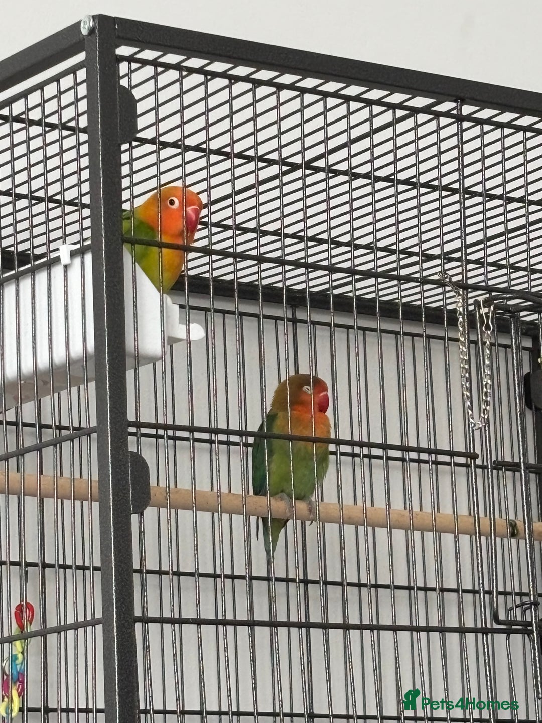 Lovebirds birds for sale: Lovebirds Young Bonded Pair 🦜  - Advert 4