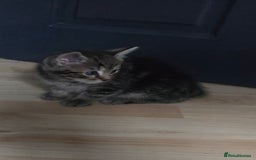 Mixed Breed cats for sale: Kittens  - Image 8