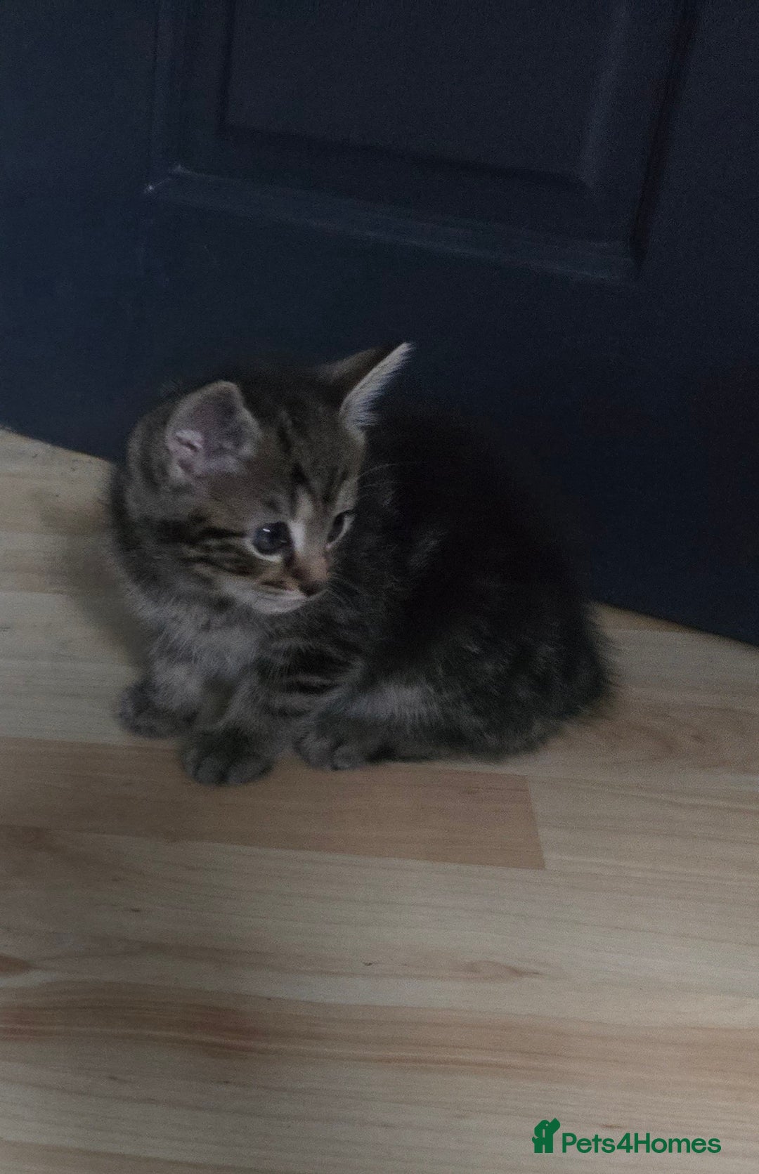 Mixed Breed cats for sale: Kittens  - Image 8