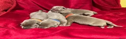Labrador Retriever dogs for sale: Stunning Pure Pedigree Silver Labrador Puppies - Advert 7