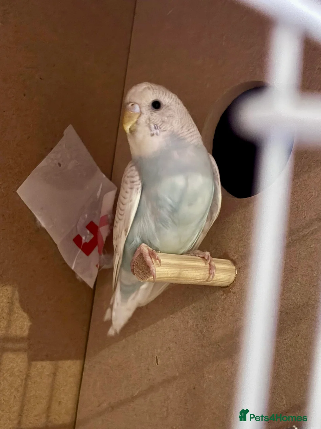 Budgerigars birds for sale: Female Budgie - Advert 1