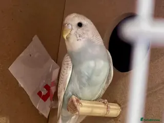 Budgerigars birds Female Budgie - Advert 1